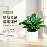 京云梦金钻盆栽绿植绿公主办公室内客厅花卉吸甲醛易养蛋糕盆源头直发