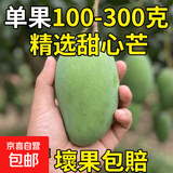 【东东农场专供】甜心芒新鲜采摘核薄多汁金煌芒源头直发 【东东农场专供】单果100-300克