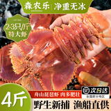 森农乐舟山琵琶虾鲜活特大生鲜冷冻九齿扇虾姑新鲜濑尿虾深海海鲜爬虾 2000g(净重)  14-18cm（4-5只/斤）