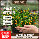 四季常青金鱼花吊兰盆栽室内绿植花卉多肉植物发财树好养易活客厅 金鱼吊兰【整盆20-30颗】原盆土