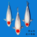 古介日本进口纯种大日阪井锦鲤桃太郎观赏鱼精品好运锦鲤鱼冷水鱼锦鲤 丹顶一条（进口带证书） 15-20厘米