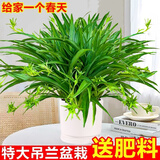 叹为观止18种吊兰任你选金边吊兰各种盆栽花卉客厅垂吊桌面植物净化空气 特级大号青叶吊兰【陶瓷盆】 含盆
