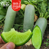寿禾潍坊水果萝卜种子苗甜脆秋冬种蔬菜种籽 潍丰港翠潍县萝卜种子25g