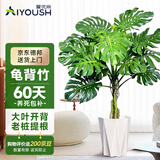 爱优尚龟背竹盆栽客厅室内办公室大型绿植盆景净化空气吸甲醛源头直发