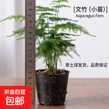 文竹盆栽绿植花卉盆景植物室内客厅水培文松云竹文竹大苗四季常青 小文竹【2棵更实惠】原土球发货 高度15-25cm