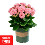 【带花苞发】稀有金狐狸长寿花盆栽重瓣四季开花室内客厅阳台花卉 带花苞【粉色】配绿色加仑盆
