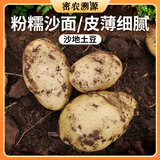 密农人家农家土豆500g 新鲜土豆 马铃薯 新鲜蔬 粉糯沙面洋芋