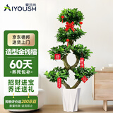 爱优尚金钱榕招财摇钱树盆栽办公室客厅室内大绿植盆景乔迁开业源头直发
