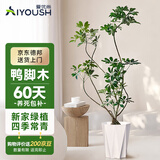 爱优尚造型鸭脚木客厅大盆栽室内鸭掌木八方来财落地大型植物源头直发
