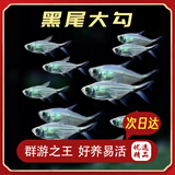 【京东次日达】黑尾大勾鱼活体热带观赏鱼草缸群游灯鱼新手包活 黑尾大勾4-5cm 7条