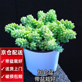 两腿跑【送货上门】三八节多肉植物带盆桌面盆栽组合绿植花卉幼儿园盆栽 新玉坠(带盆栽好)