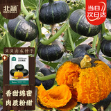 北蔬 贝贝南瓜种子种苗板栗味阳台盆栽种菜蔬菜种籽 贝贝南瓜种子10粒