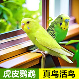 虎皮鹦鹉活体小鸟活鸟鹦鹉鸟手养宠物鹦鹉虎皮鸟活体幼鸟一公一母 白虎皮【公】