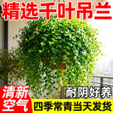叹为观止18种吊兰任你选金边吊兰各种盆栽花卉客厅垂吊桌面植物净化空气 千叶吊兰 含盆