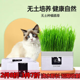 灵宠物语猫草猫零食猫草种子猫薄荷宠物零食水培猫草无土猫咪零食新鲜猫草