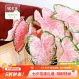 虹越（HONGYUE）高端绿植彩叶芋盆栽 多品可选室内阳台客厅装饰观叶植物 【DH彩叶芋】“粉色飞溅” 110#盆栽