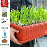 大禹韭菜根苗新根紫红根大叶韮菜移栽根种子四季寿光本地老品种蔬菜 200棵紫根韭菜根盆栽套餐大盆