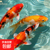 锦鲤鱼活体观赏鱼活鱼小型易养冷水淡水鱼小鱼苗锦鲤金鱼好看锦鲤 10-12cm 黄金1+白金1+黑金1