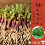 寿禾韭菜根苗宽叶四季家庭盆栽蔬菜苗 紫根韭菜根150棵源头直发包邮