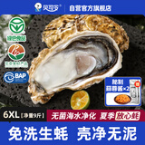 贝司令鲜活免洗生蚝乳山生态牡蛎6XL 净重9斤 12-16只 生鲜 源头直发