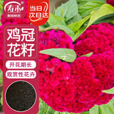 寿禾 鸡冠花种子种苗室内外种植花卉种籽 头状球冠鸡冠花种子约1000粒