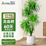 爱优尚龙血树绿植盆栽龙须树室内办公室客厅造型大型落地植物源头直发