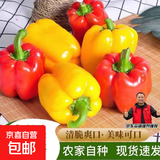 彩椒五彩甜椒水果圆椒不辣太空椒灯笼椒新鲜可即食减脂蔬菜 山东彩椒红+黄2斤净重1.8斤
