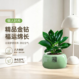 京云梦金钻小盆栽绿公主花卉办公室内吸甲醛易养活绿植盆景绿福源头直发