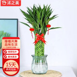 沭之美招财竹水培花卉绿植盆栽  招财竹+玻璃瓶+随机卡片 源头直发