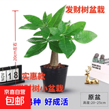 发财树盆栽鲜花绿植物办公室内吸甲醛绿萝文竹水培易养摆件盆景 【粗2-3cm】单杆发财树【原盆】