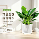 京云梦大金钻盆栽室内办公室除甲醛植物耐阴花卉绿植棱边源头直发