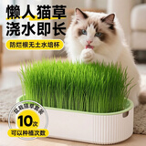 疯狂的主人猫草盆栽小麦种子10袋无土水培天然猫咪零食化毛去排毛球