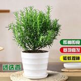 京云梦 迷迭香盆栽驱蚊虫植物可食用西餐牛排水培花卉塑料盆源头直发