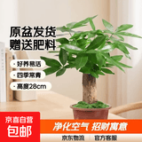 发财树盆栽大植物室内办公室桌面客厅小盆景招财树苗绿植花卉盆栽 中单杆发财树 5-8cm【原盆】 【送肥料】
