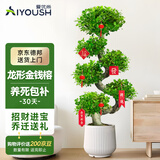 爱优尚金钱榕招财摇钱树盆栽办公室客厅室内大绿植盆景乔迁开业源头直发