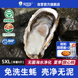 贝司令鲜活免洗生蚝乳山生态牡蛎5XL 净重9斤 14-18只 生鲜 源头直发