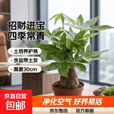 发财树盆栽大植物室内办公室桌面客厅小盆景招财树苗绿植花卉盆栽 中单杆发财树 8-10cm【原盆】 【送肥料】