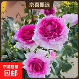 果汁阳台月季花苗四季开花卉盆栽绿植物室内花易活玫瑰带花苞庭院 天方夜谭【大花浓香，月月开分枝多】 【带花苞】【盆口径15cm】原盆冠25高35
