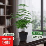 文竹盆栽绿植花卉盆景植物室内客厅水培文松云竹文竹大苗四季常青 小文竹【3棵性价比高】原土球发货 高度15-25cm