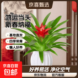 美观大方年销花鸿运当头大型盆栽绿植大凤梨客厅装饰送礼好养 【1盆】鸿运当头小红星+白色南瓜盆+肥料 【年宵花】鸿运当头