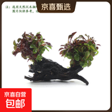 【京东物流】水草套餐 好养耐活真水草植物绿菊大叶绿九冠鱼缸 红波 双头 沉木一份