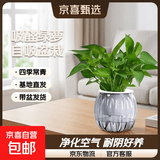 特价绿萝盆栽室内客厅办公室吸甲醛净化空气水培植物绿植花卉好养 【新居摆放10盆】绿萝+灰色南瓜盆自吸水 整体含盆高度20-25cm