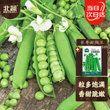 北蔬豌豆种子种苗大荚甜脆青豆蔬菜种籽 长寿甜豌豆种子50g约190粒