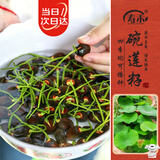 寿禾 碗莲种子苗水培土培荷花已开口花卉种籽 开口碗莲种子15粒