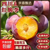 正宗四川小脆红 脆红李子 新鲜应季时令水果李子 新鲜尝鲜包邮 带箱2斤  单果12g+