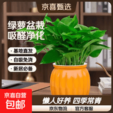 【绿萝盆栽】吸甲醛净化空气水培绿植物懒人花卉好养搬家礼物全 【新居吸甲醇15盆】绿萝+橙色南瓜盆自吸水 整体含盆高度20-25cm