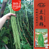 寿禾长豆角豇豆种子苗搭架农家菜园种植蔬菜种籽 豇豆种子25g约120粒