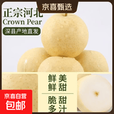 水果正宗河北皇冠梨深县皇冠梨产地直发翠冠梨 皇冠梨带箱9斤净重8.2斤