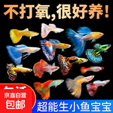 孔雀鱼纯种观赏鱼小型淡水好养热带鱼活体清道夫斑马金鱼小鱼鱼苗 特价孔雀鱼10条