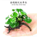 云峰海瑞水草活体懒人草鱼缸造景活体水草套餐鱼缸水草有茎类中后景真水草 小水榕沉木单头